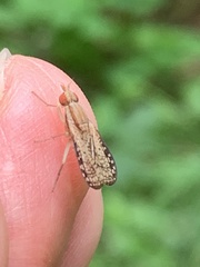 Trypetoptera canadensis