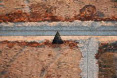 Tetanolita mynesalis