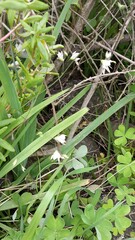 Melasphaerula graminea