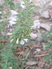 Clinopodium nepeta