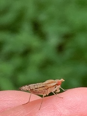 Trypetoptera canadensis