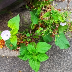 Nicandra physalodes