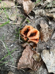Clathrus ruber