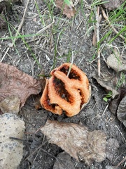 Clathrus ruber