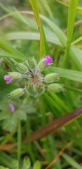 Erodium moschatum
