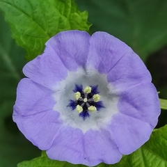 Nicandra physalodes