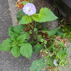 Nicandra physalodes