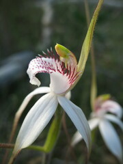 Caladenia longicauda eminens