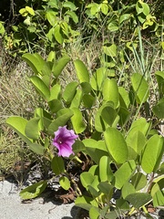 Ipomoea pes-caprae