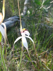 Caladenia longicauda eminens