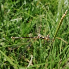 Lestes barbarus