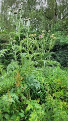 Cynara cardunculus