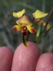 Diuris brachyscapa