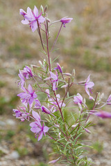 Chamaenerion dodonaei