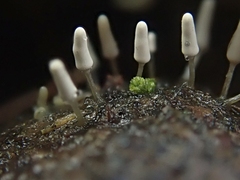 Arcyria cinerea