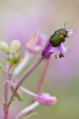 Cryptocephalus