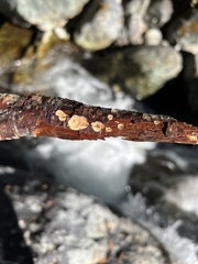 Lachnellula