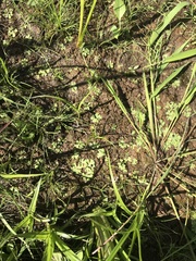 Ricciaceae