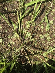 Ricciaceae