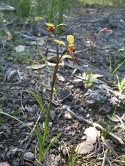 Diuris brachyscapa
