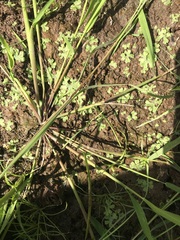 Ricciaceae