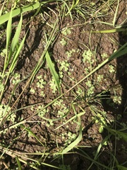Ricciaceae