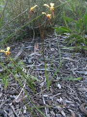 Diuris brachyscapa