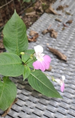 Impatiens balfourii