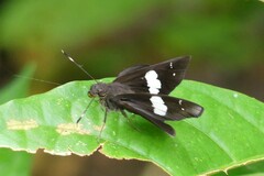 Notocrypta curvifascia