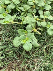 Alternanthera pungens