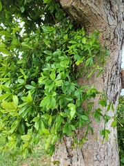 Terminalia