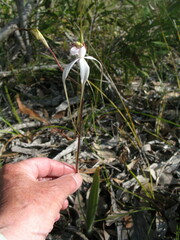 Caladenia longicauda eminens