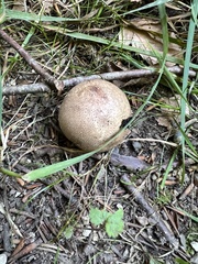 Scleroderma citrinum