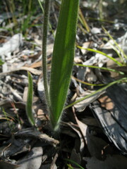 Caladenia longicauda eminens