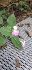 Impatiens balfourii