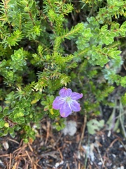 Rhodothamnus chamaecistus