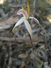 Caladenia longicauda eminens