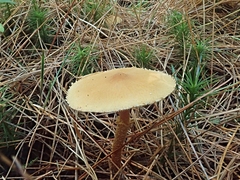 Cystoderma