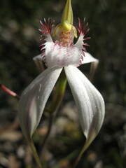Caladenia longicauda eminens