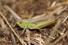 Chorthippus albomarginatus