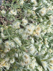 Galium serpenticum