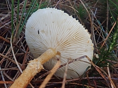 Cystoderma