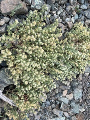 Galium serpenticum