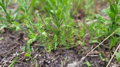 Ornithopus perpusillus