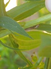 Paraulacizes irrorata