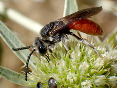 Sphecodes