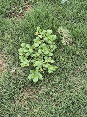 Alternanthera pungens