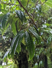 Theaceae