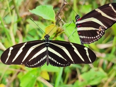 Heliconius charithonia vazquezae