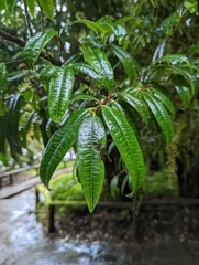 Theaceae